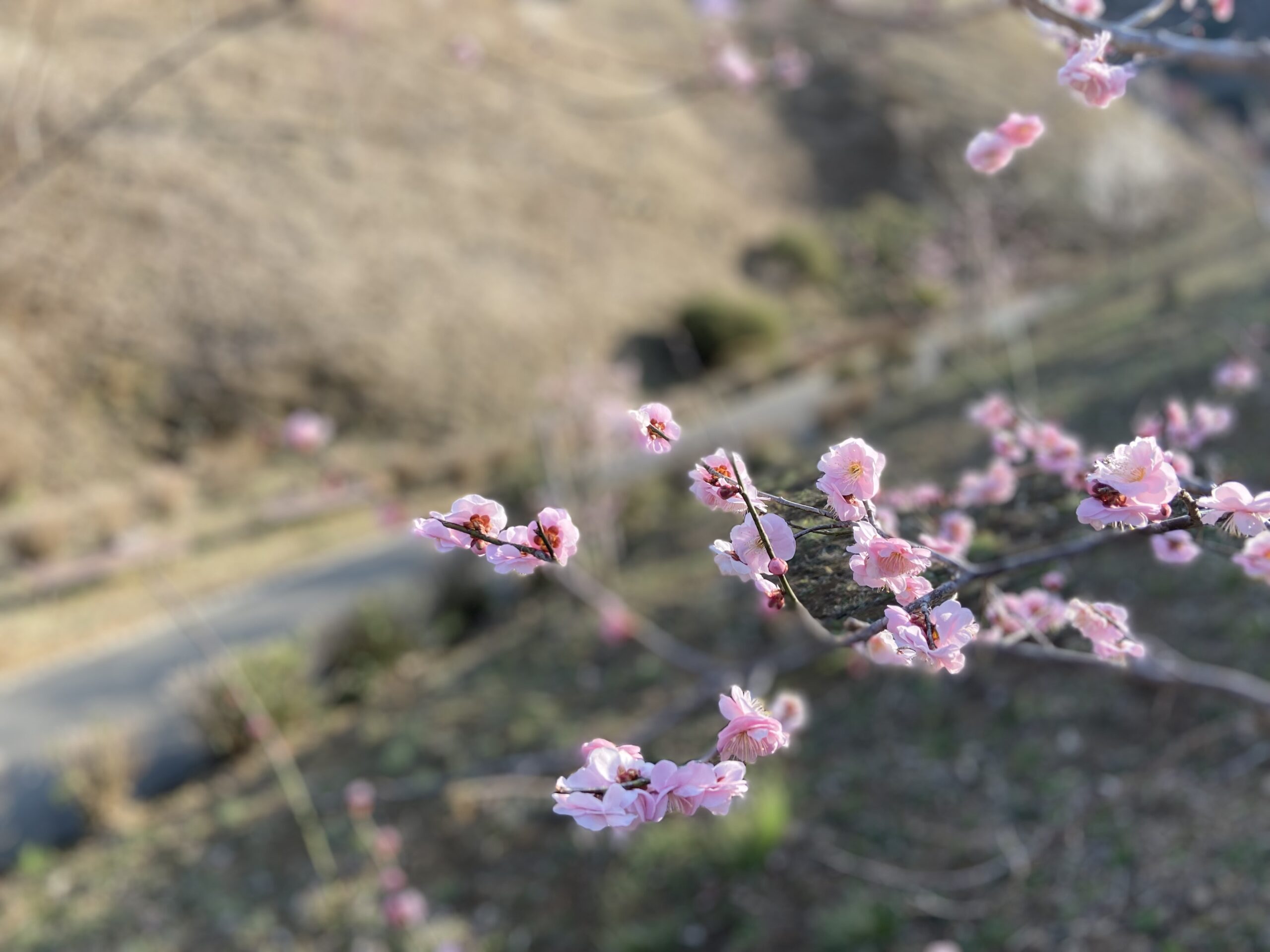 2022.3.12(土) 日の出山～吉野梅郷